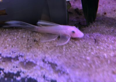Ryby akwariowe Legionowo i Nowy Dwór Mazowiecki – Sklep Zoologiczny ZooNemo 19