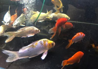 Ryby akwariowe Legionowo i Nowy Dwór Mazowiecki – Sklep Zoologiczny ZooNemo 20