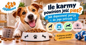 Ile karmy powinien jeść pies? Jak dopasować porcję do jego potrzeb