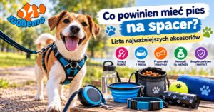 Co powinien mieć pies na spacer? Lista najważniejszych akcesoriów