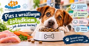 Pies z wrażliwym żołądkiem – jak dobrać karmę? Poradnik dla opiekuna